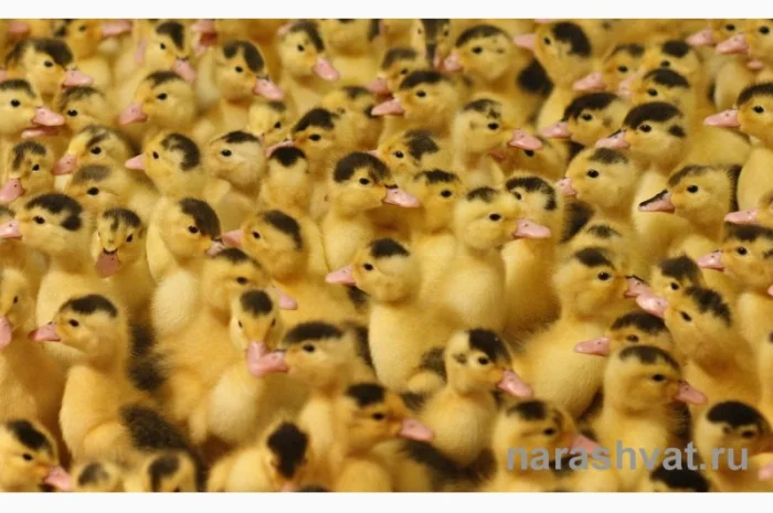 Утка мулард гусь суточный- фото № 1