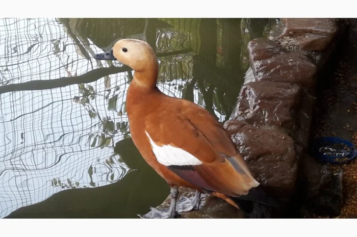 Качки огарі- фото № 1