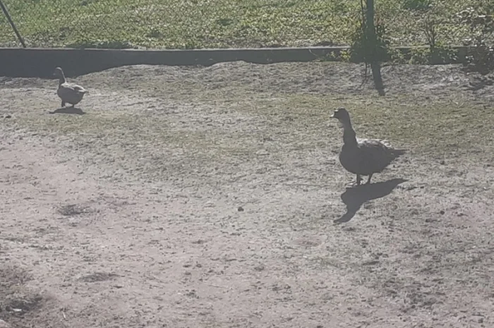 Індокачка Лаванда- фото № 5