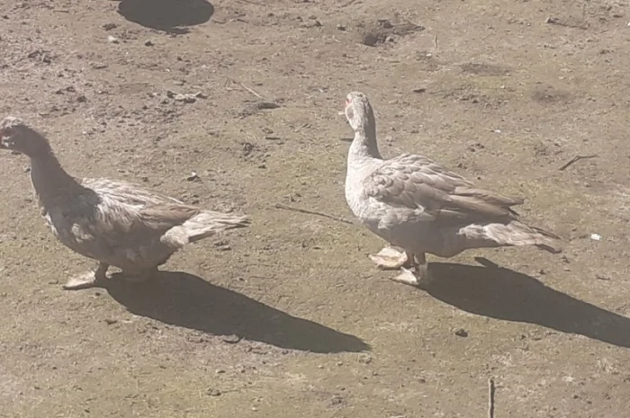 Індокачка Лаванда- фото № 6