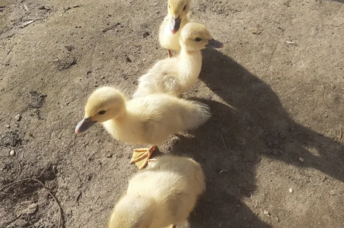 Індокачка Лаванда- фото № 2