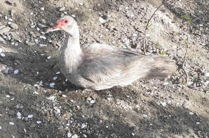 Індокачка Лаванда- фото № 3