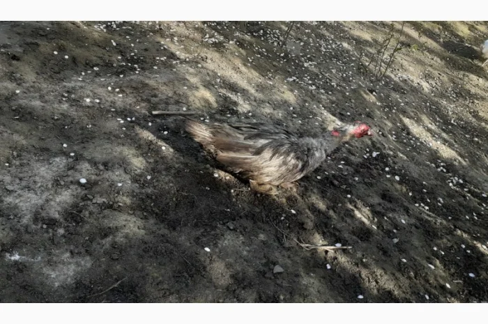 Індокачка Лаванда- фото № 4