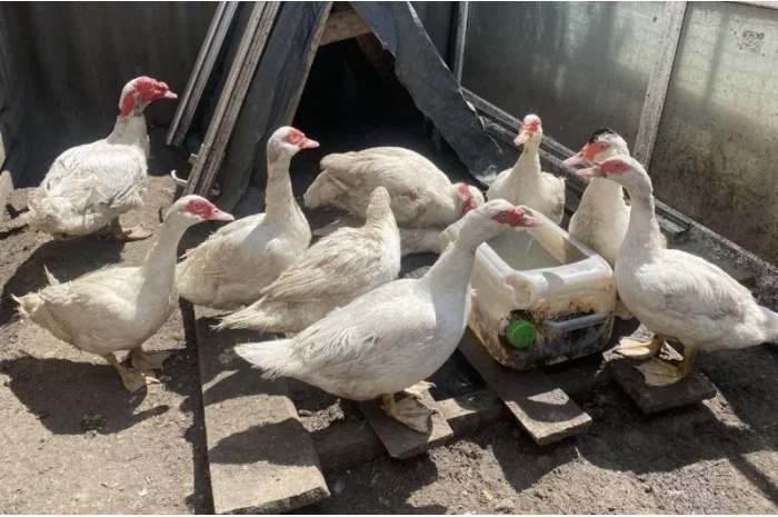 Племеные индоутки, индоутята на племя французская тяжелая линия, белые- фото № 1