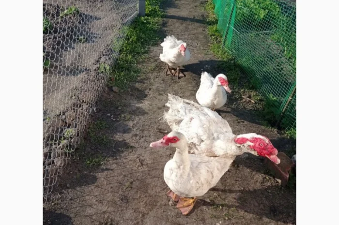 Племеные индоутки, индоутята на племя французская тяжелая линия, белые- фото № 2