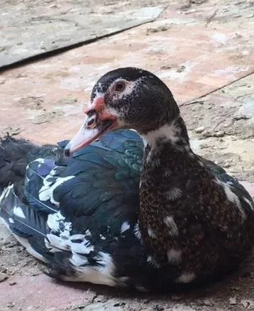 Продам індокачок- фото № 1