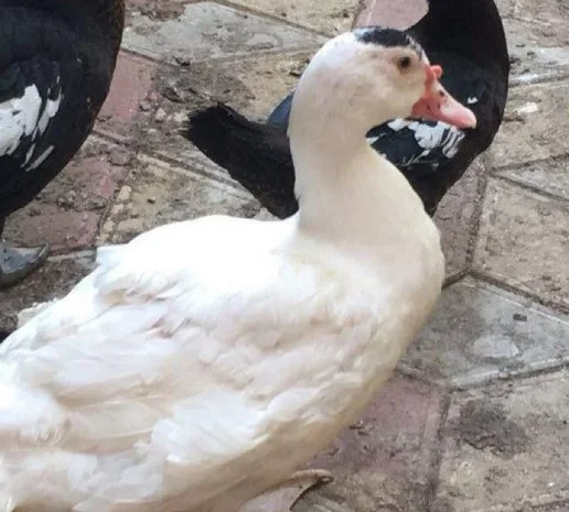 Продам індокачок- фото № 2