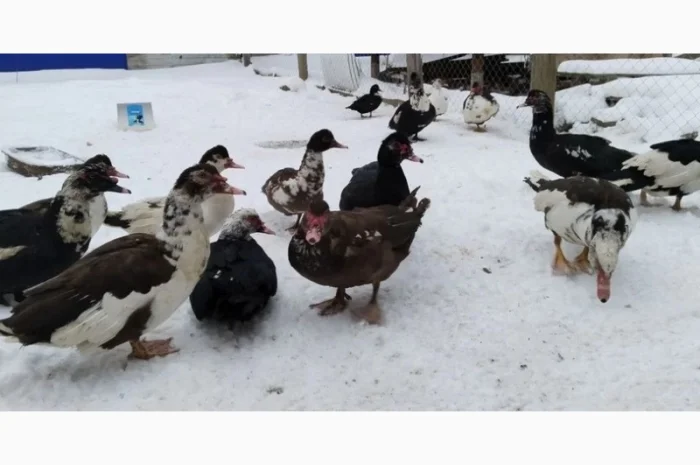 Продам індокачок- фото № 3