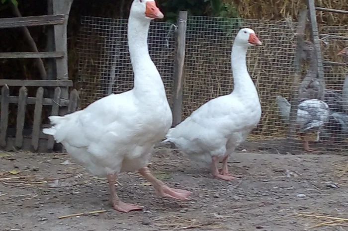Продам гуси Мамути- фото № 1