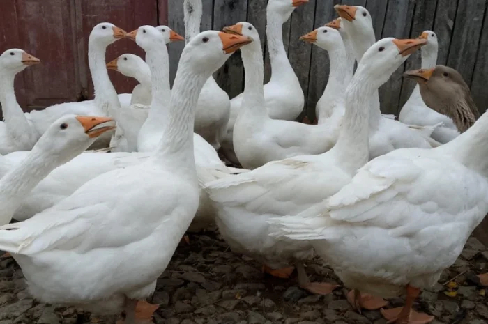 Продам гуси Мамути- фото № 2
