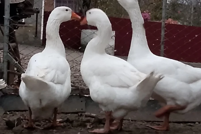 Продам гуси Мамути- фото № 3