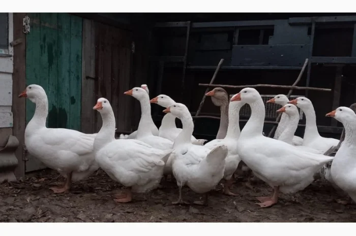 Продам гуси Мамути- фото № 4