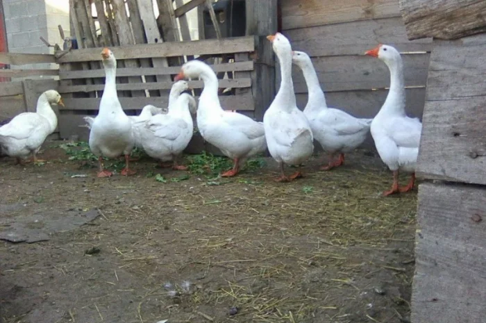 Продам стадо белых гусей- фото № 1