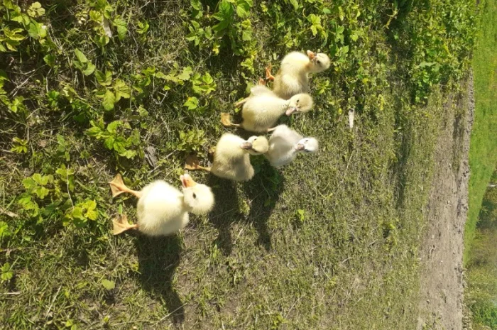 Гусенята- фото № 1