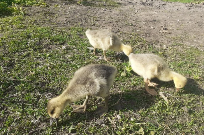 Гусенята- фото № 2
