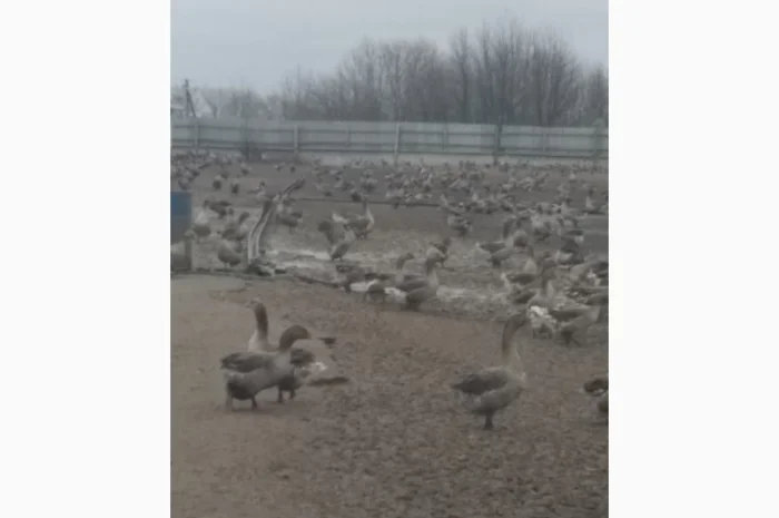 Продам добових гусенят, порода Велика Сіра, та інші види птиці- фото № 1