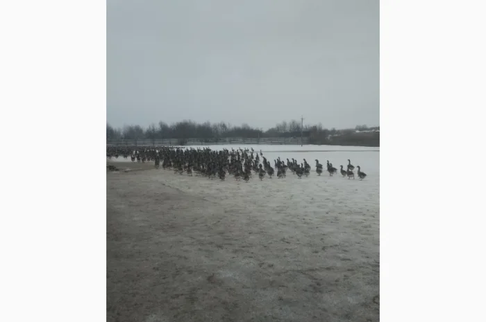 Продам добових гусенят, порода Велика Сіра, та інші види птиці- фото № 2