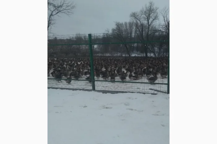 Продам добових гусенят, порода Велика Сіра, та інші види птиці- фото № 3