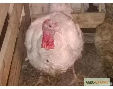 Индюшата биг-6. Производителя. Суточные и подростки- фото № 1