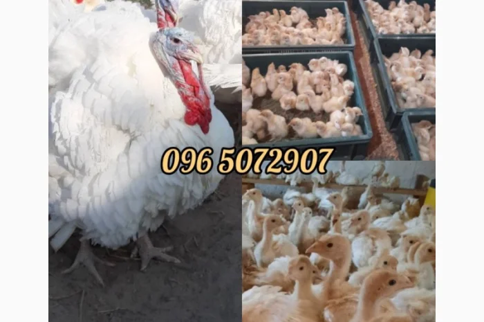 Індичата БІГ-6 тільки відібрані самці (хлопчики) Житомир, Вінниця, Рівне, Сарни добові- фото № 1