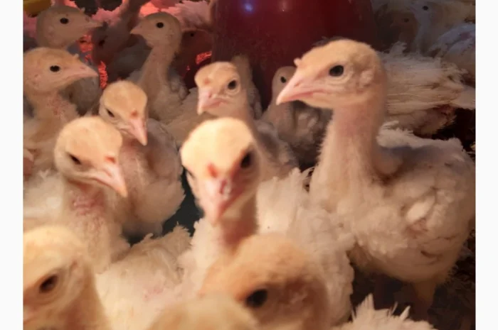 Індичата ПІДРОЩЕНІ бройлерні тяжкого кросу БІГ-6- фото № 1