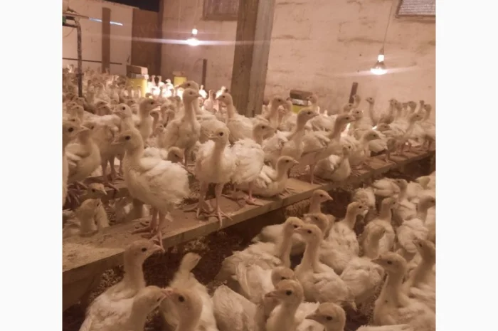 Подрощенные индюшата БиГ-6 с доставкой по Киевской области- фото № 1