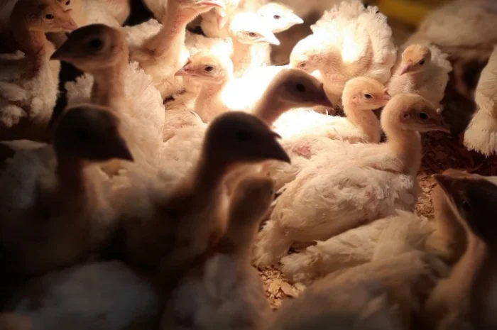 Біг-6. Індичата ПІДРОЩЕНІ. Вінниця, Бердичів, Калинівка- фото № 1