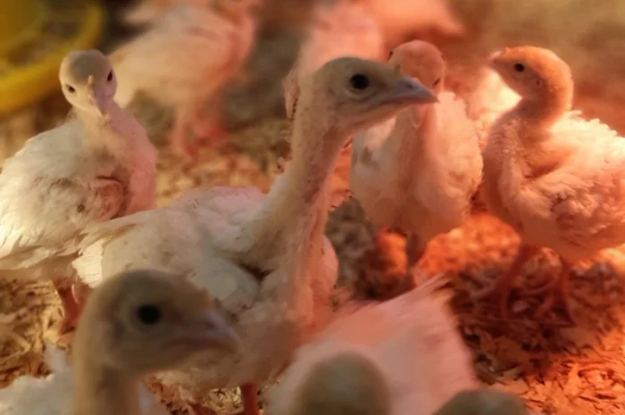 Подрощенные индюки БиГ-6 в продаже- фото № 1