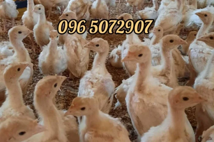 Подрощенные индюки БиГ-6 в продаже- фото № 2