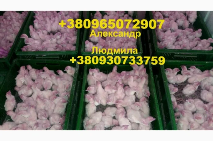 Индюшата Биг-6 на продажу- фото № 1