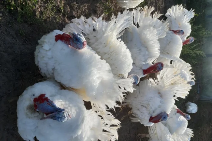 Біг-6. Індичата добові. Сарни, Костопіль, Рівно- фото № 1