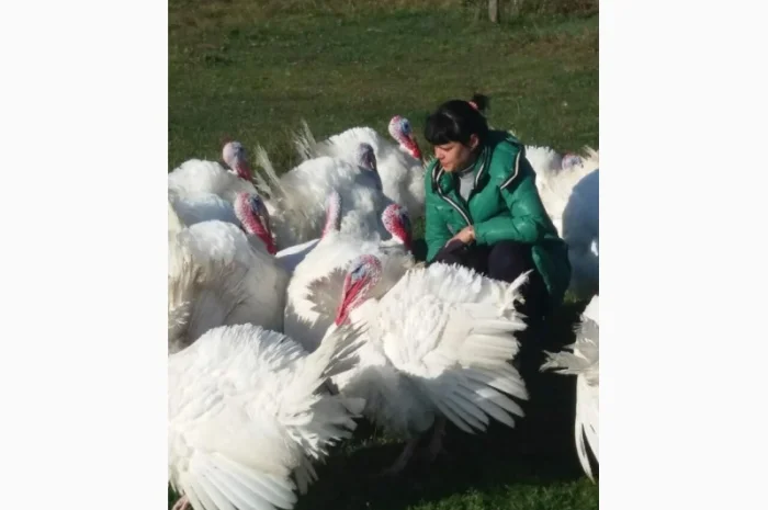Бройлерные индюшата. Прямые поставки с фермы- фото № 1