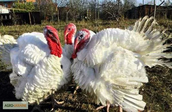 Бройлерные индюшата кросса БИГ-6 на продажу- фото № 1