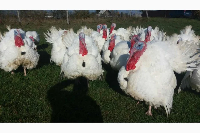 Індичата БіГ-6 у продажу- фото № 1