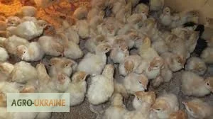 Индюшата БИГ-6 на продажу в Житомире- фото № 1