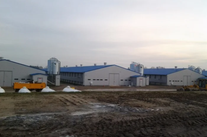 Суточные индюшата БИГ-6 в Киеве- фото № 1