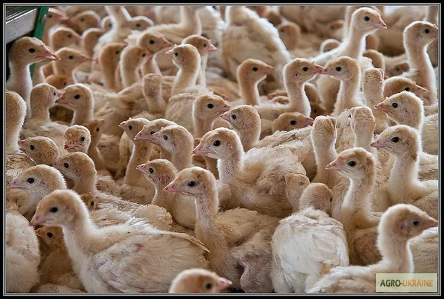 Суточные индюшата БИГ-6 в Киеве- фото № 2