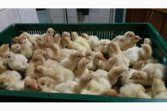 Индюшата БИГ-6 на продажу – розница 95 грн- фото № 1