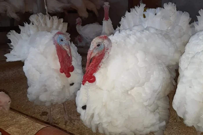 Индюшата БиГ-6, добовые, продажа в Березно- фото № 1