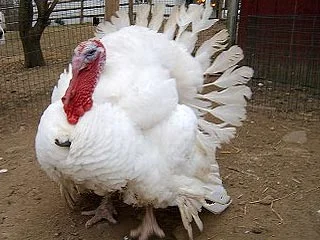 Індичата добові, яйце інкубаційне ( білі широкогруді) BIG 6 доставка любий регіон України- фото № 2