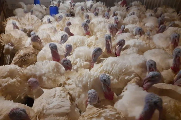 Індичата добові, яйце інкубаційне ( білі широкогруді) BIG 6 доставка любий регіон України- фото № 3