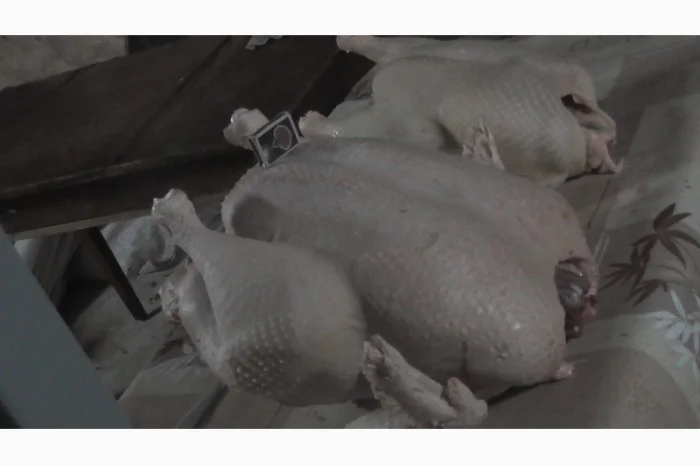 Індичата добові, яйце інкубаційне ( білі широкогруді) BIG 6 доставка любий регіон України- фото № 4