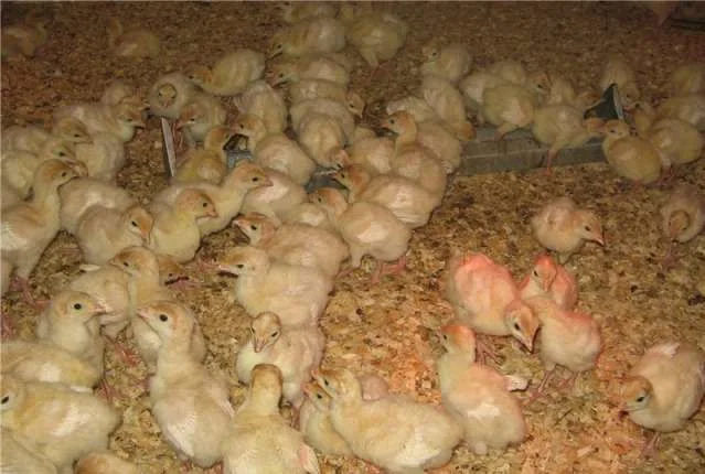 Индюшата суточные, яйцо инкубационное (белые, широкогрудые)BIG 6- фото № 1