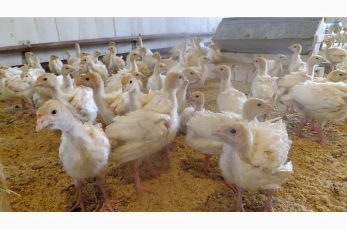 Индюшата суточные, яйцо инкубационное (белые, широкогрудые)BIG 6- фото № 2