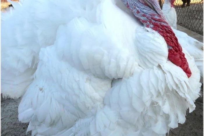 Индюшата суточные, яйцо инкубационное (белые, широкогрудые)BIG 6- фото № 3