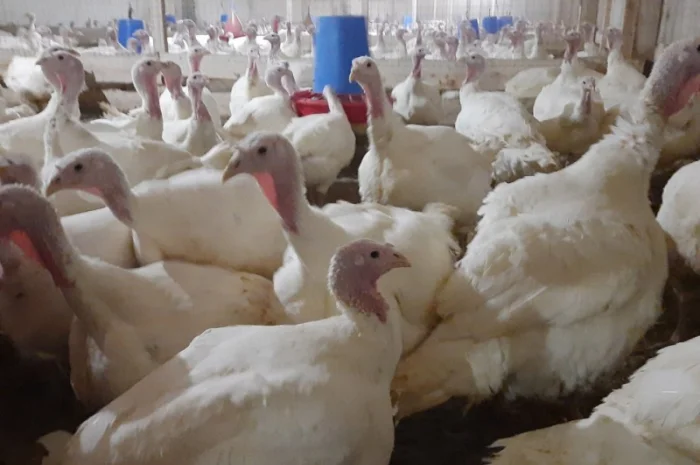 Индюшата суточные, яйцо инкубационное (белые, широкогрудые)BIG 6- фото № 4