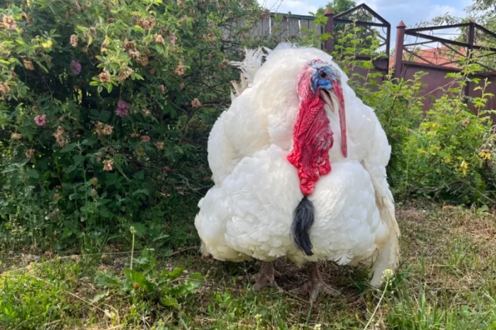 Бройлерний індик Біг 6 важковаговик- фото № 1