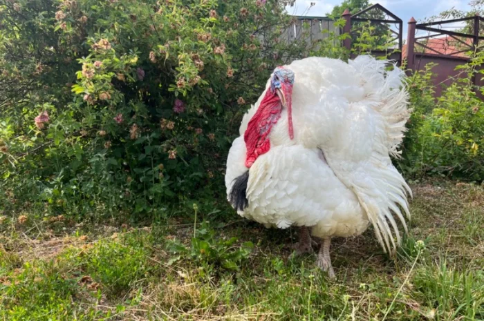 Бройлерний індик Біг 6 важковаговик- фото № 2