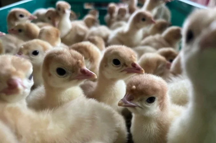 Бройлерний індик Біг 6 важковаговик- фото № 3