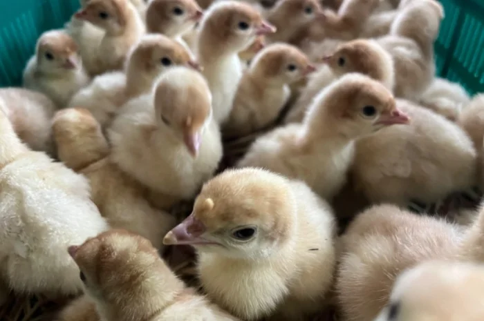 Бройлерний індик Біг 6 важковаговик- фото № 5